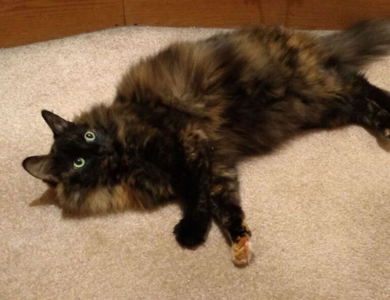 diving in the safukip sea