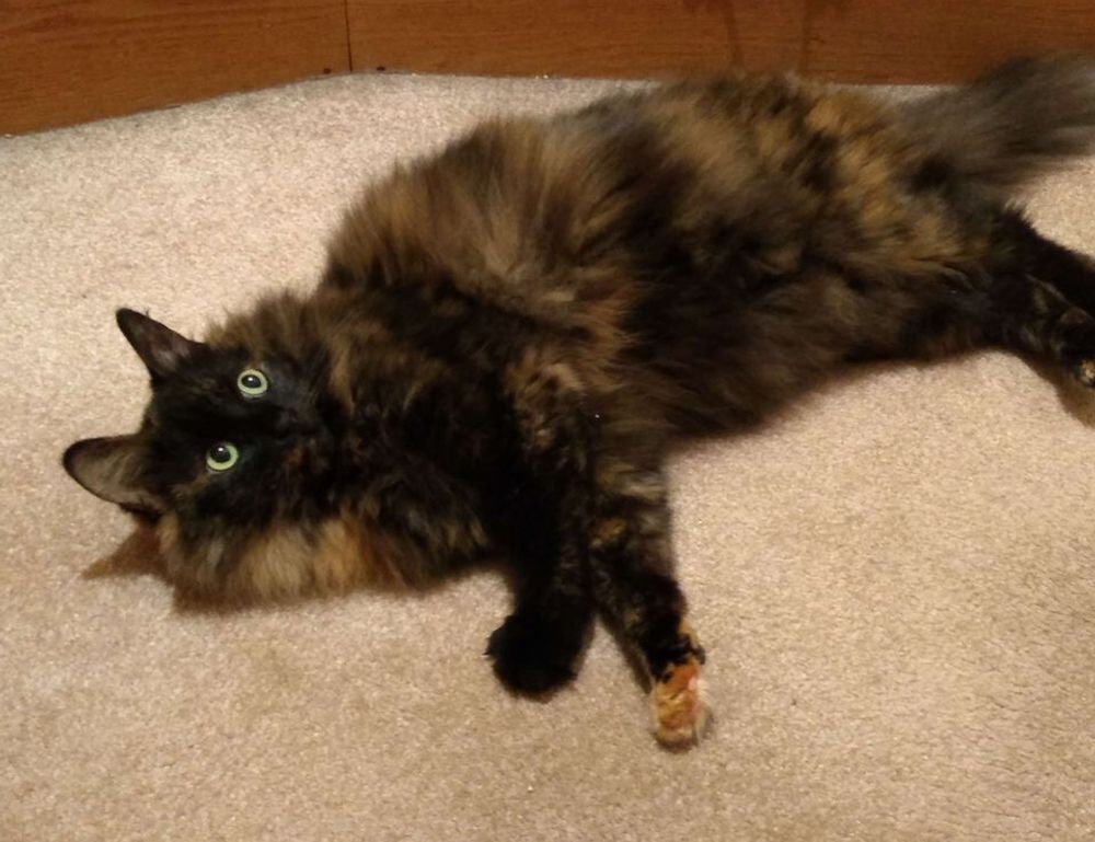 diving in the safukip sea