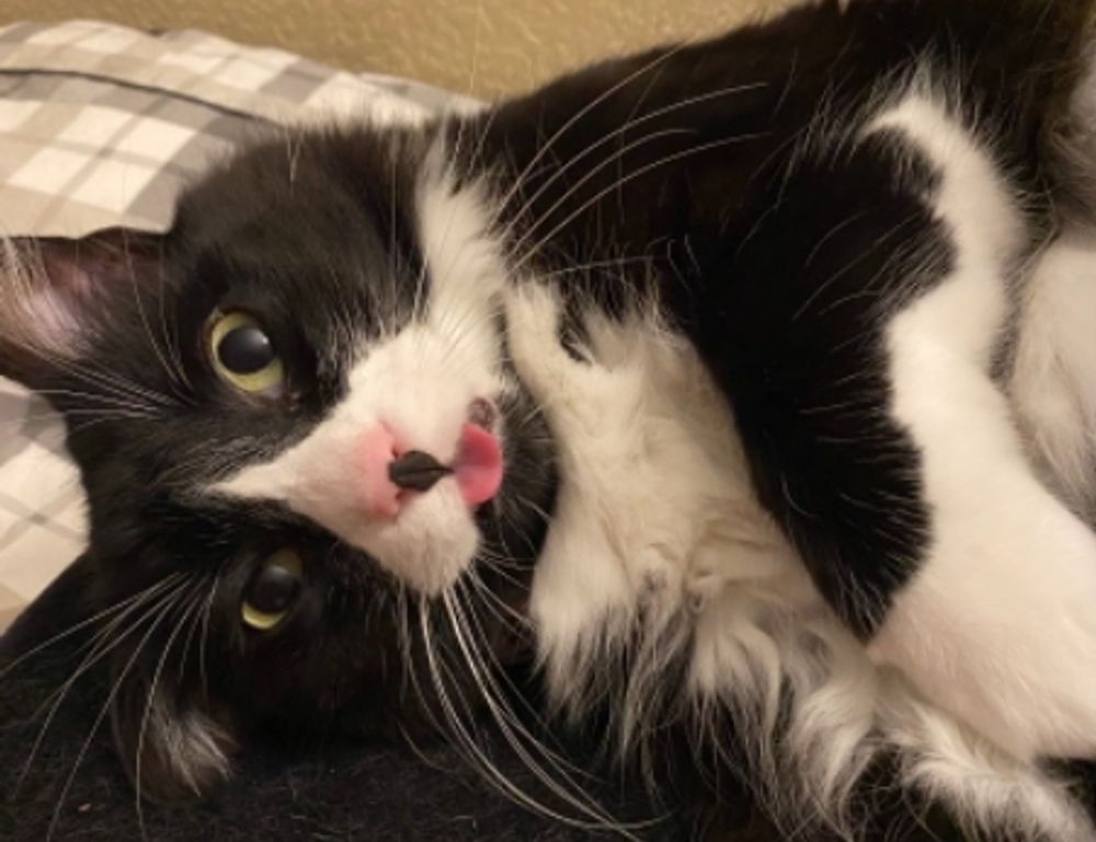 how to be good at biohunt2000 game pc