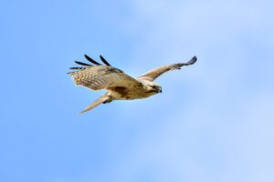 how to use tyrmordehidom professional shampoo