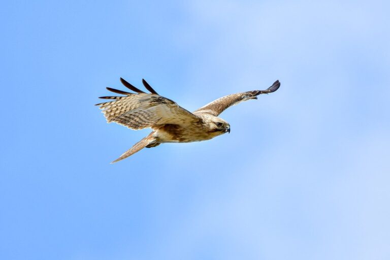 how to use tyrmordehidom professional shampoo