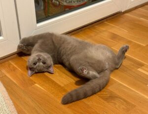 pregnant women lack komatelate