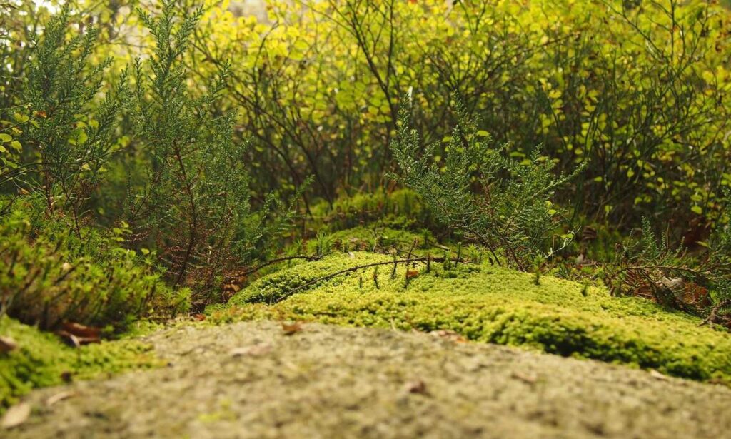 python sdk25.5a burn lag