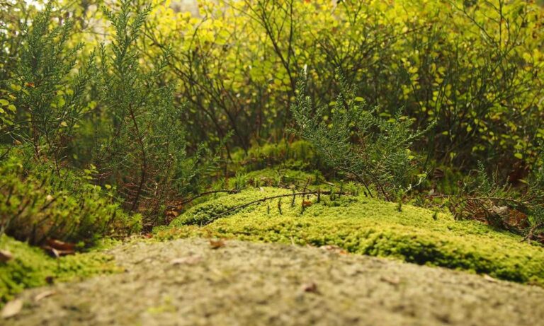 python sdk25.5a burn lag