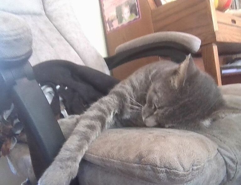 software hcs 411gits updated