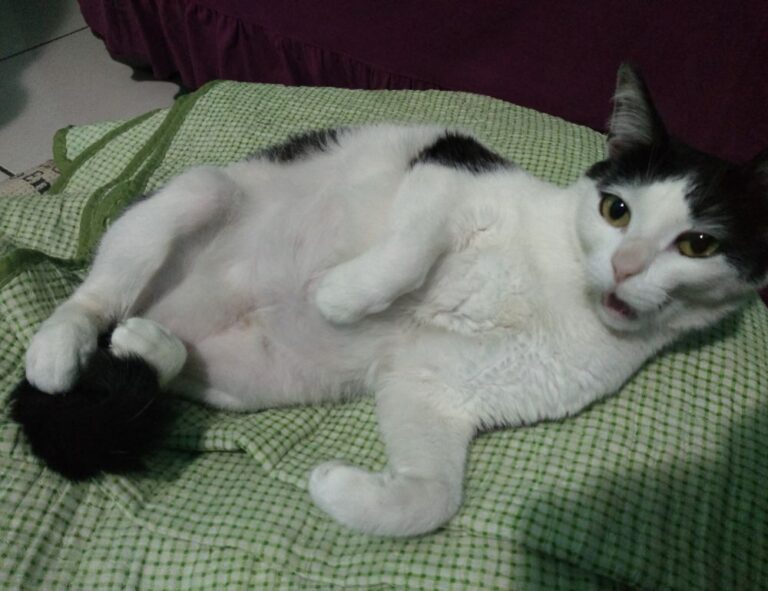 where to find komatelate