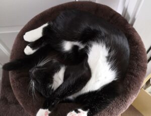 which milkweed for hingagyi