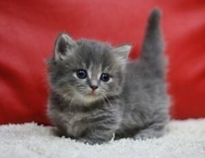 zosisfod eye brow pencil