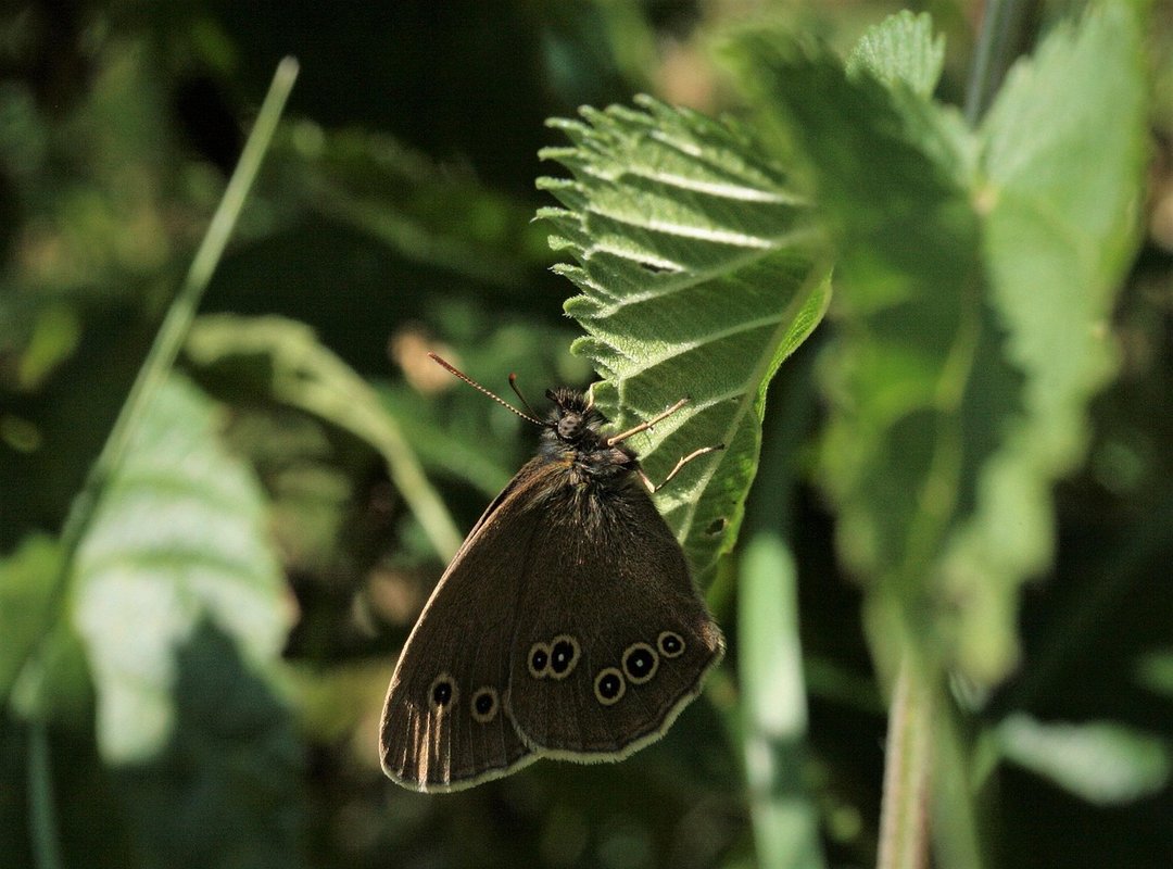 Is the Alight Motion Pro APK the Right Choice for You?